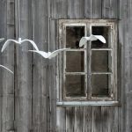 NIGHTBIRDS 15 BROKIS WISZACE